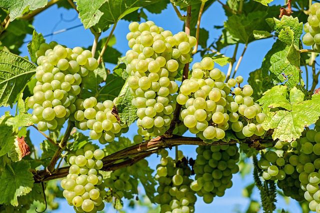 A világ legdrágább pezsgőjét termelő szőlőültetvény