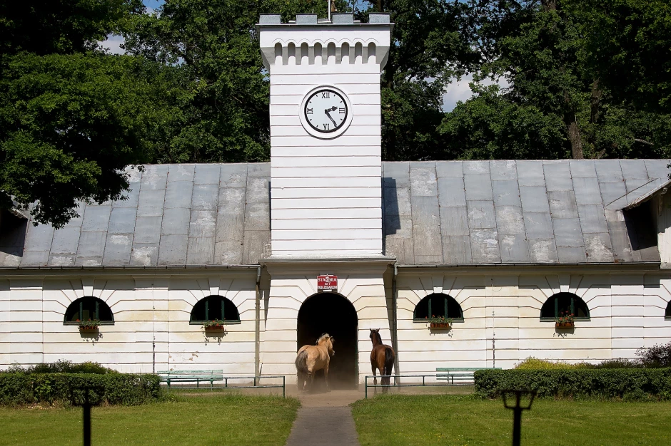 Arab telivér ménesek Lengyelországban