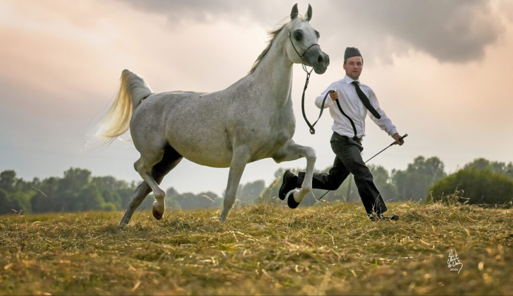 Arab telivér lovak tenyésztése