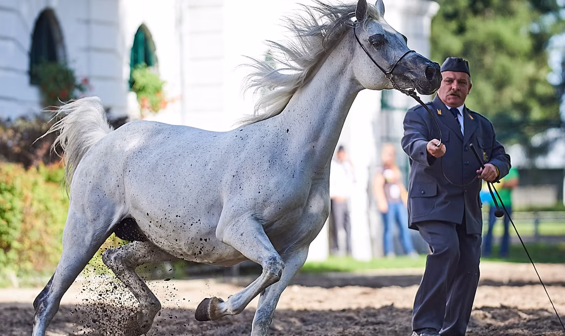 Híres arab lótenyésztő ménesek Lengyelországban
