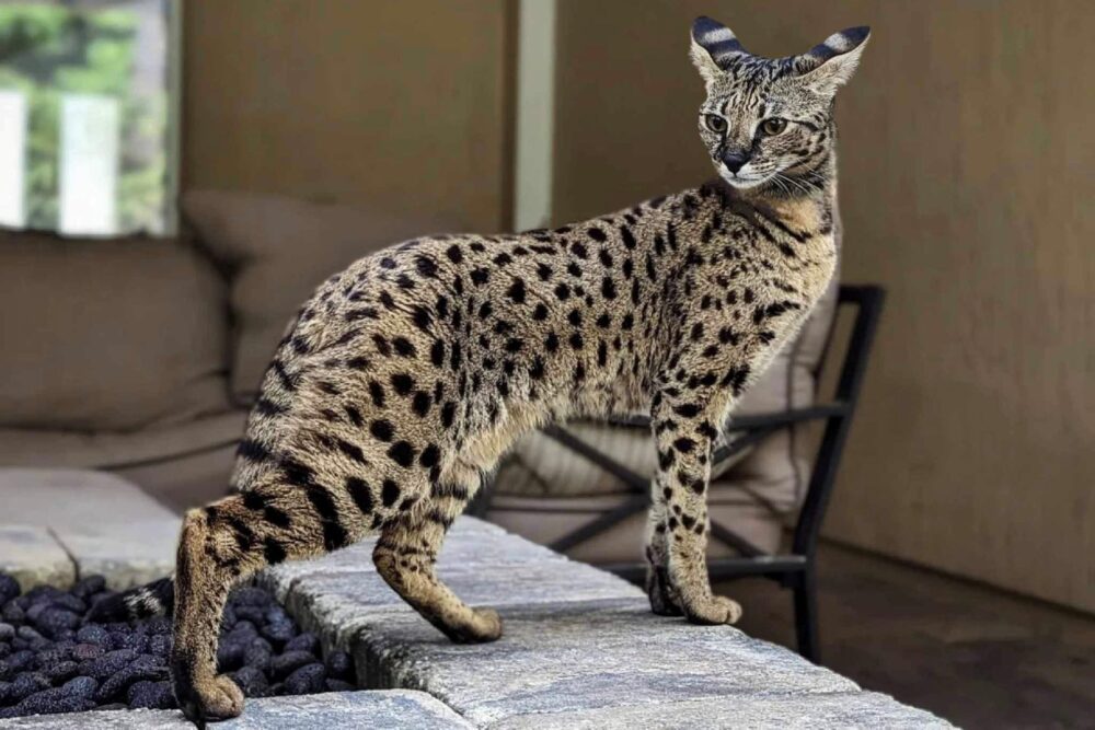 Melyik a legdrágább macska