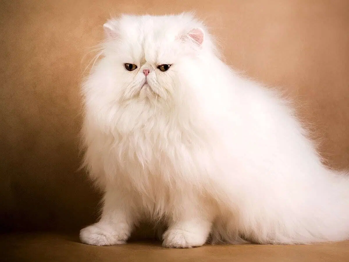 Mennyibe kerül a legdrágább macska Blog