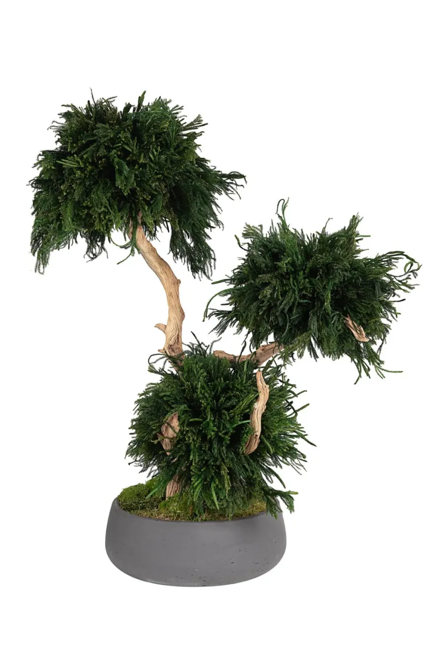 Mi a növények stabilizálása