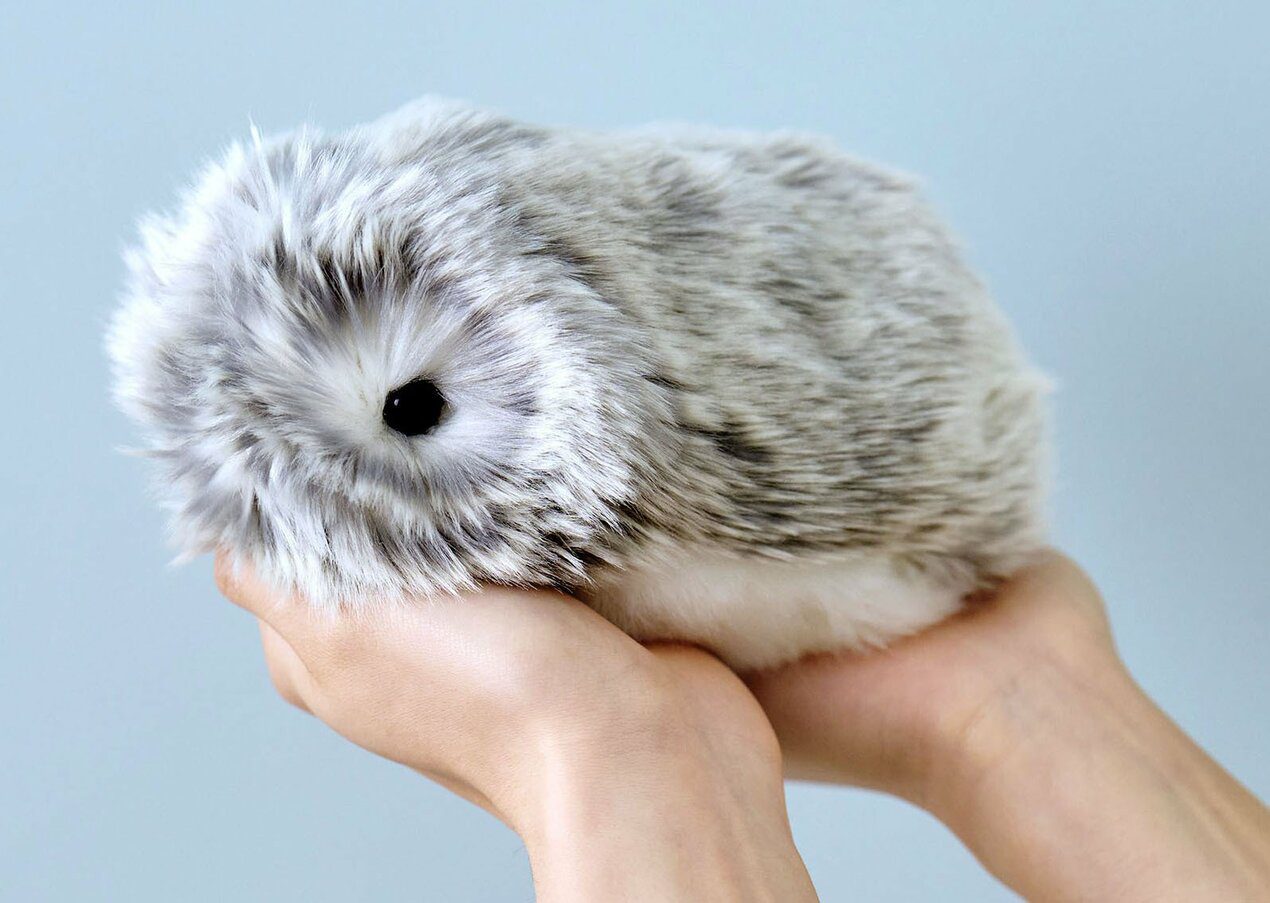 Moflin Megvásárolható-e Lengyelországban