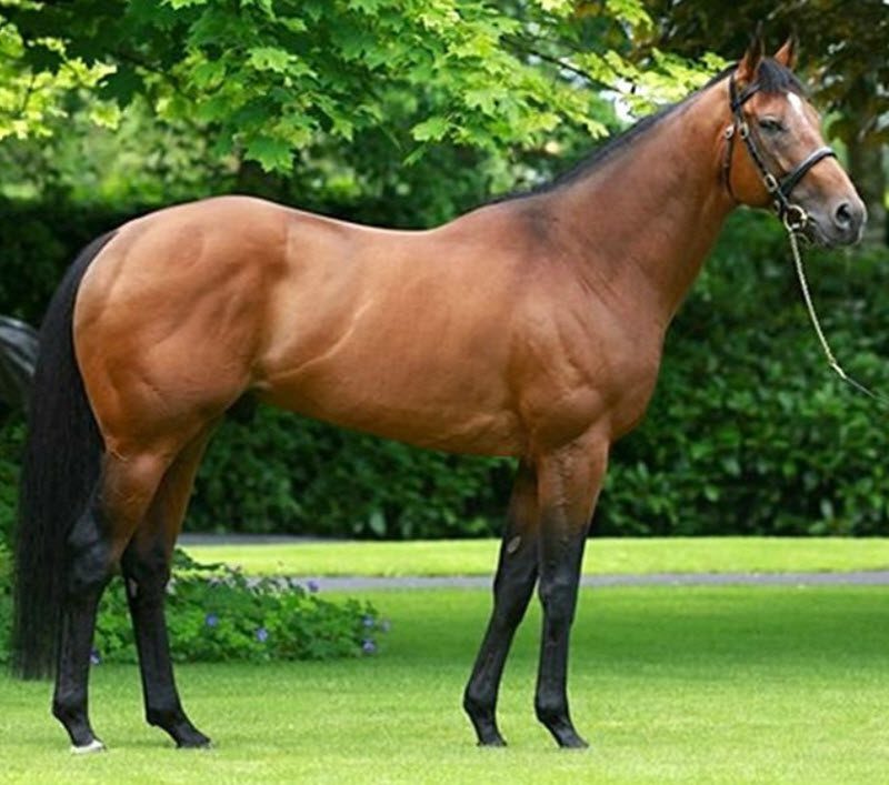 A telivér temperamentuma