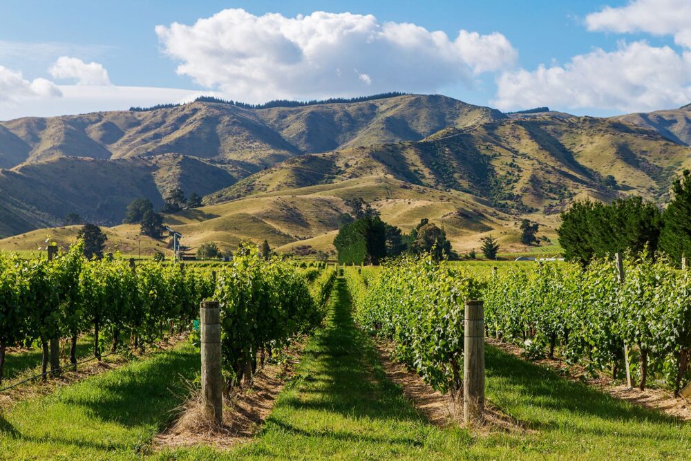 Marlborough régió borászai